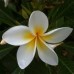 White Choya Flower 